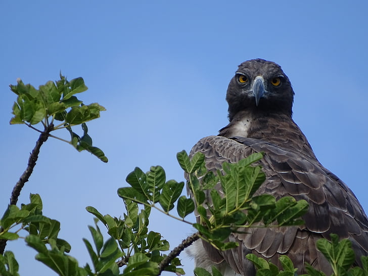 Martial eagle, Adler, fågel, Afrika, Sydafrika, naturen, rovfågel