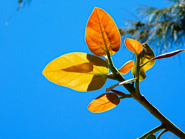 leaves, plants, trees, sky, nature