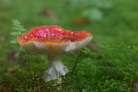 fly agaric, forest, mushroom, red fly agaric mushroom, toxic, moss, spotted