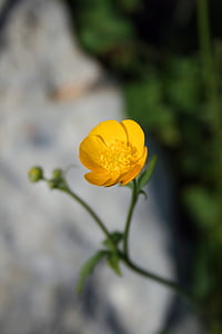 buttercup, yellow, macro, nature, flower, plant, petal