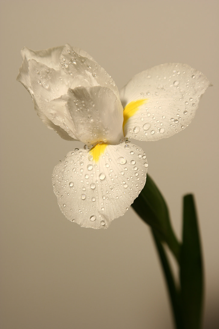 Narcissus, hvit, blomst, blomster, bud