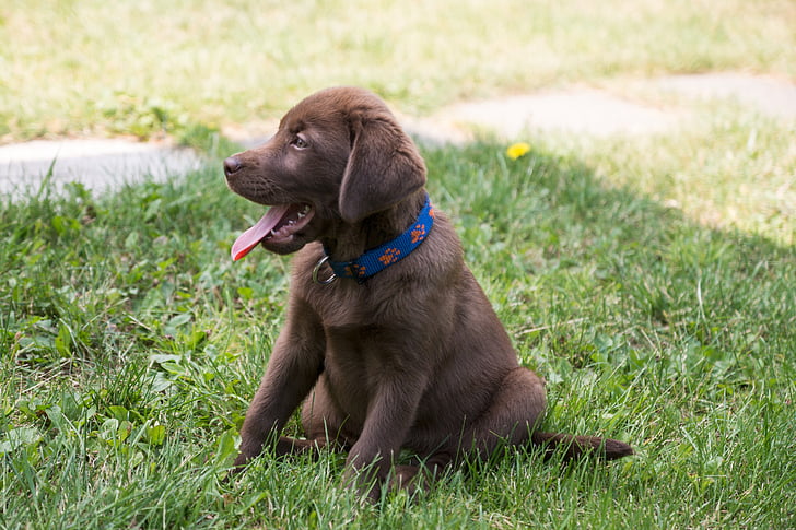 Labrador, cachorro, chocolate