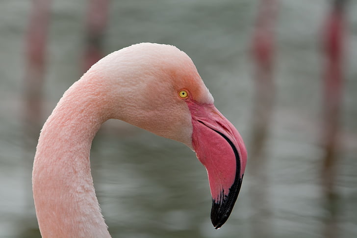 flamingas, paukštis, Didysis flamingas, zoologijos sodas, Bill, padaras, exot