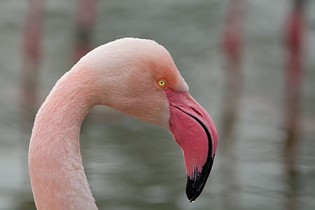 flamingo, bird, pink flamingo, zoo, bill, creature, exot