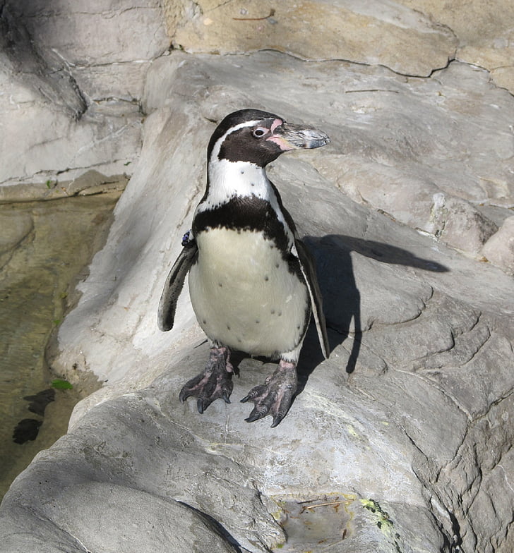 pinguin, Humboldt pinguin, drăguţ, natura, gradina zoologica, spheniscus humboldti, animale