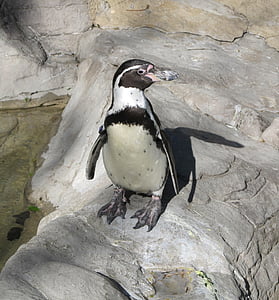 Pingüino de, Pingüino de Humboldt, lindo, naturaleza, Parque zoológico, Spheniscus humboldti, animal
