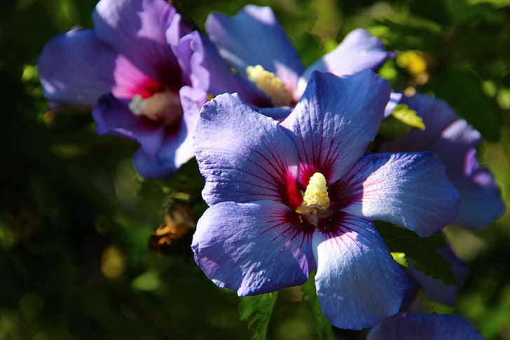kukat, Syksy, Puutarha, blua, violetti