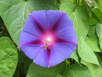 보라색 꽃, 가 지속의 총칭, 브렌 트, 욘, 프랑스