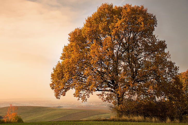 podzim, strom, nálada, listy, zlatý podzim, listy na podzim, barevný podzim