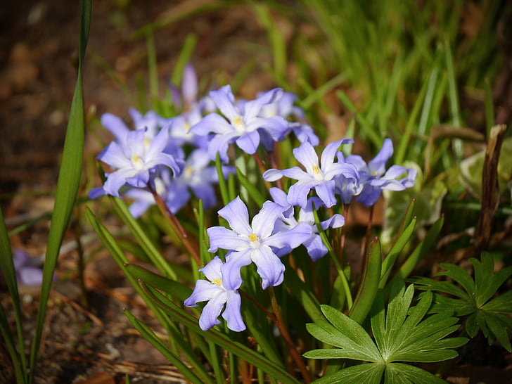 Starflower, niebieski, wiosna, Violet, fioletowy, kwiat, Bloom