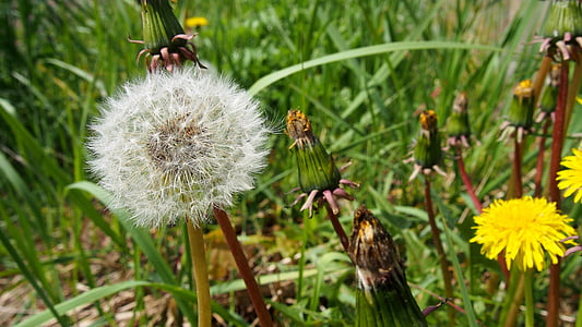sonchus oleraceus, dandelion, plant, nuns, meadow, nature, seeds