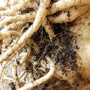 akar, umbi, bumi, sayuran makanan, seledri
