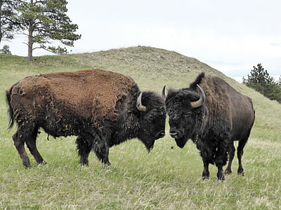 bò rừng bizon, Mỹ, động vật, hoang dã