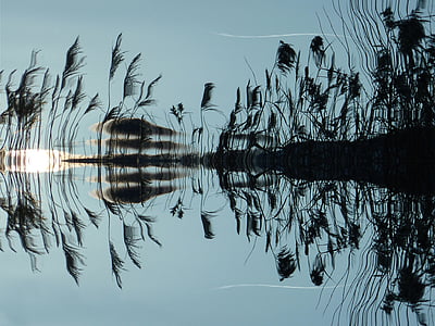 reed, water, mirroring, lake, bank, nature, landscape