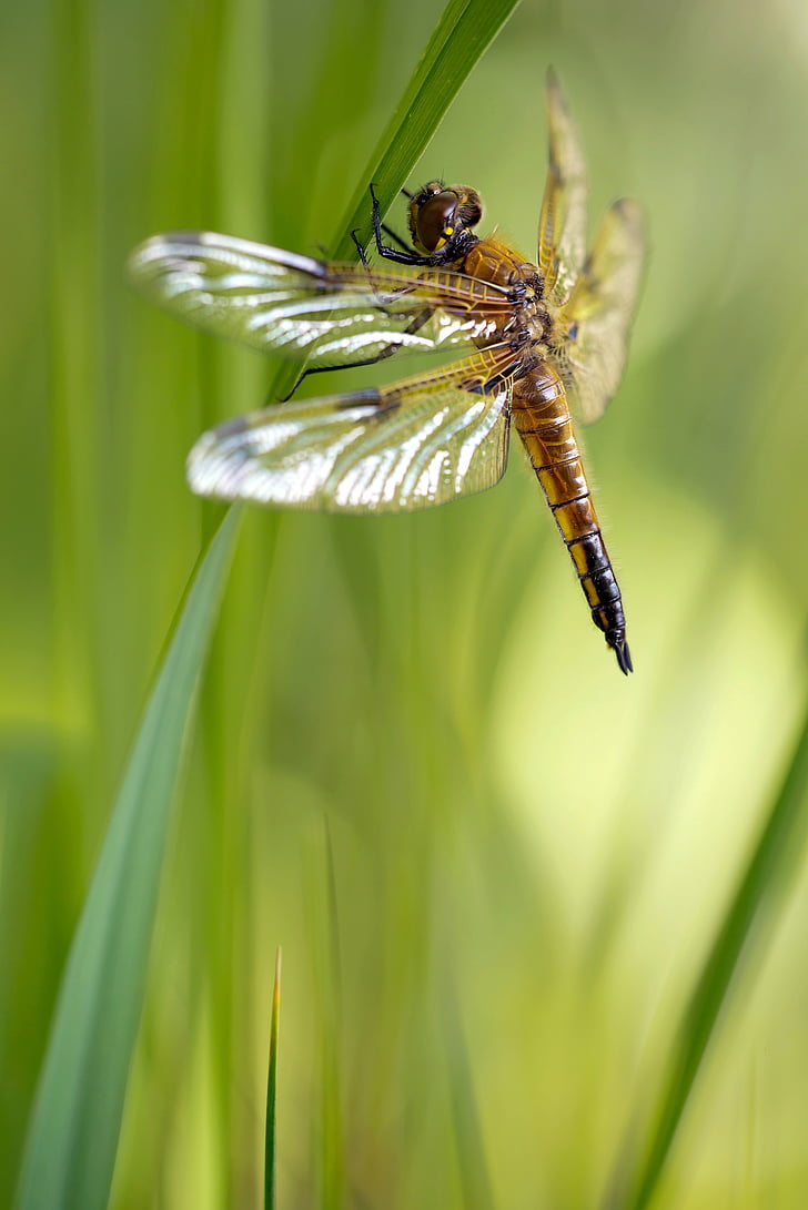 libellula quadrimaculata, dragonfly, four patch, female, insect, sailing dragonfly, nature