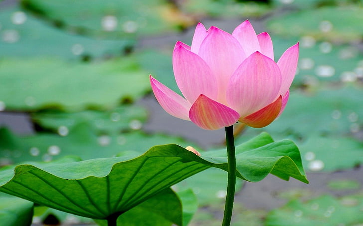 Lotus, Летен пейзаж, Красив, водна лилия, природата, Lotus водна лилия, езерото