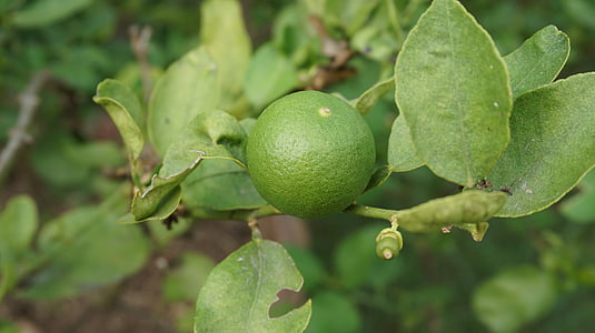 frugt, citron, grøn, som citron træ