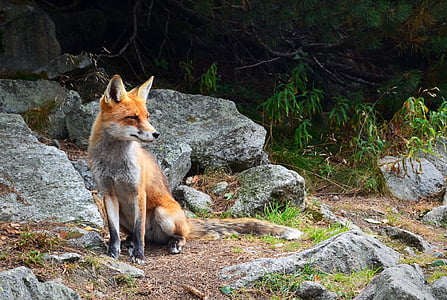 Fox, flora y fauna, animal, rocas, al aire libre, naturaleza, furry