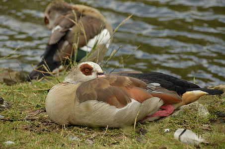 goose, nile goose, bird, waterfowl, feathers, brown