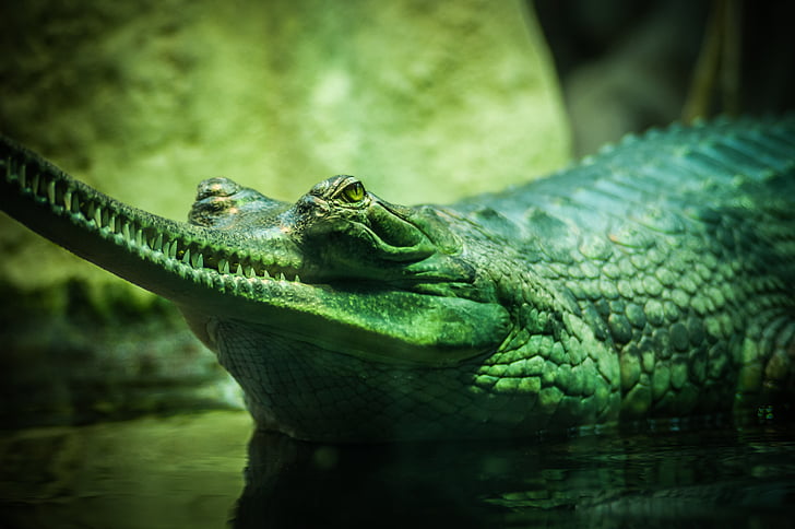aligator, živali, živali fotografije, Povečava, krokodil, nevarno, Predator