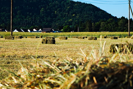 field, hay bales, hay, harvest, nature, agriculture, arable