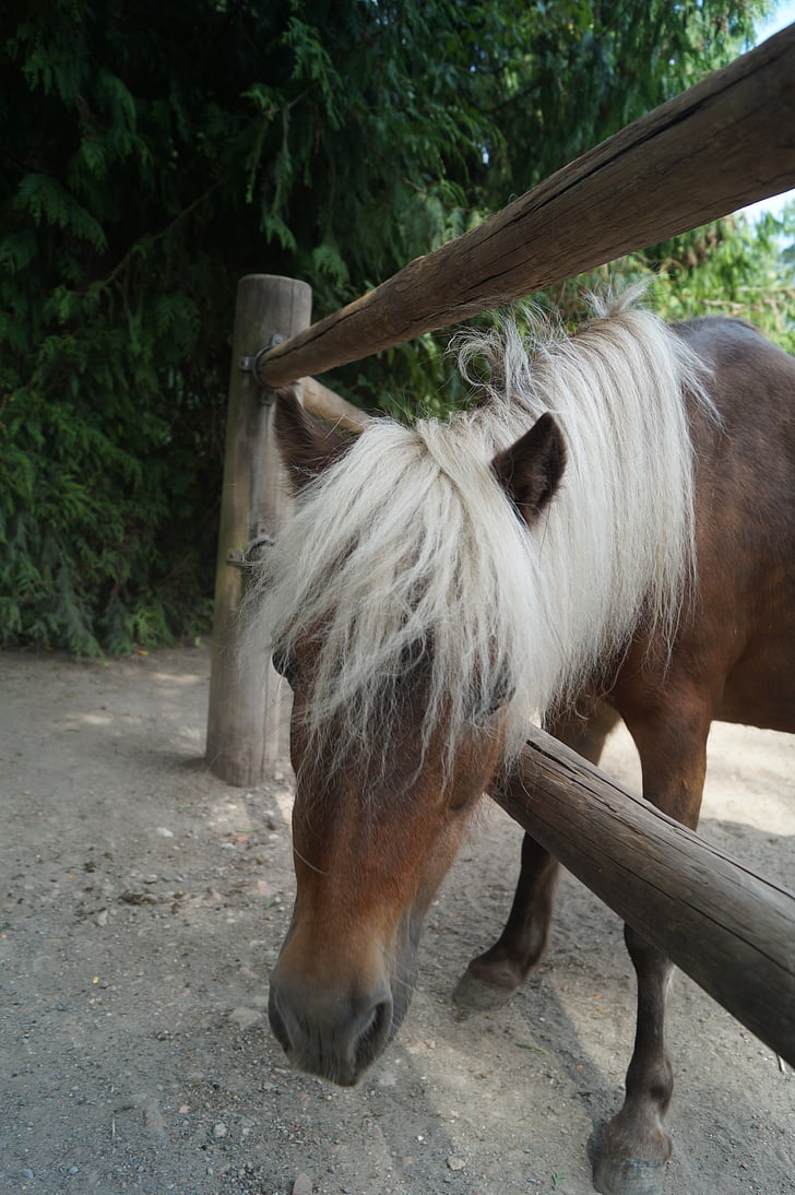 sở thú, con ngựa, pony, trẻ con vật, Braunschweig, cảnh quan, cây
