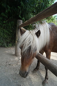 Zoo, kůň, Pony, mladá zvířata, Braunschweig, krajina, stromy