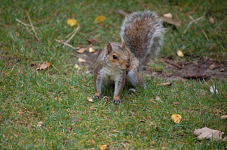 squirrel, grey, animal, park