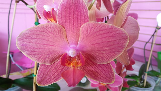 vaaleanpunainen, Orchid, Bloom, kukka, Phalaenopsis