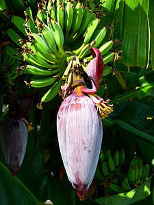 banana, blossom, bloom, banana flower, fruit green, healthy, delicious