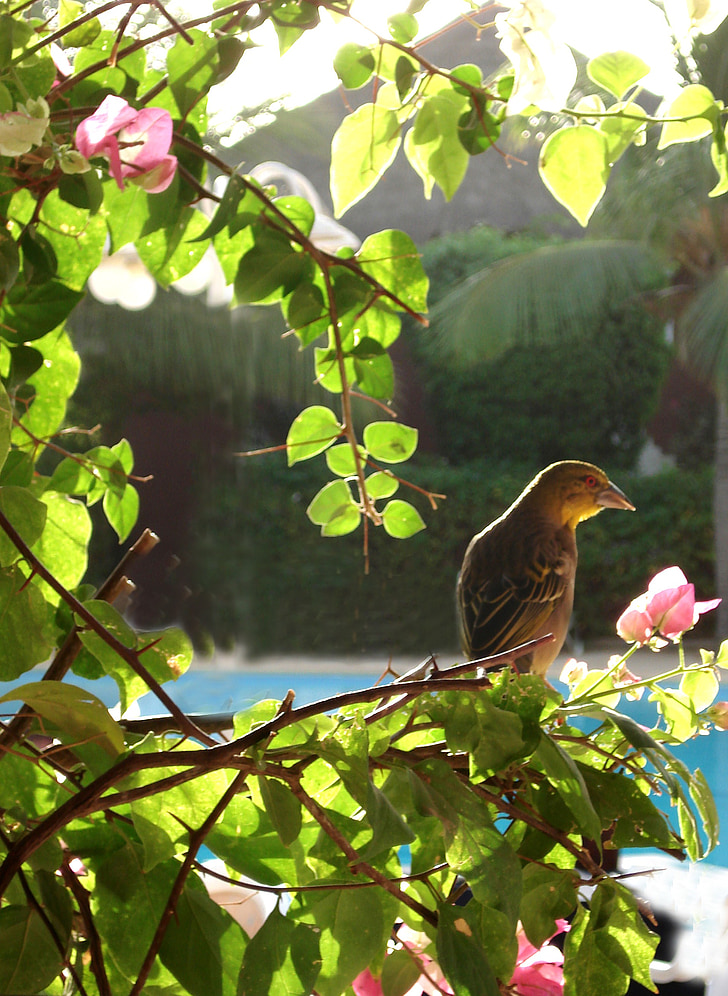 bird, shrub, leaves