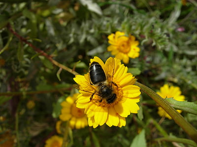 пчела, цветя, фураж, насекоми, растителна, цветен прашец, природата