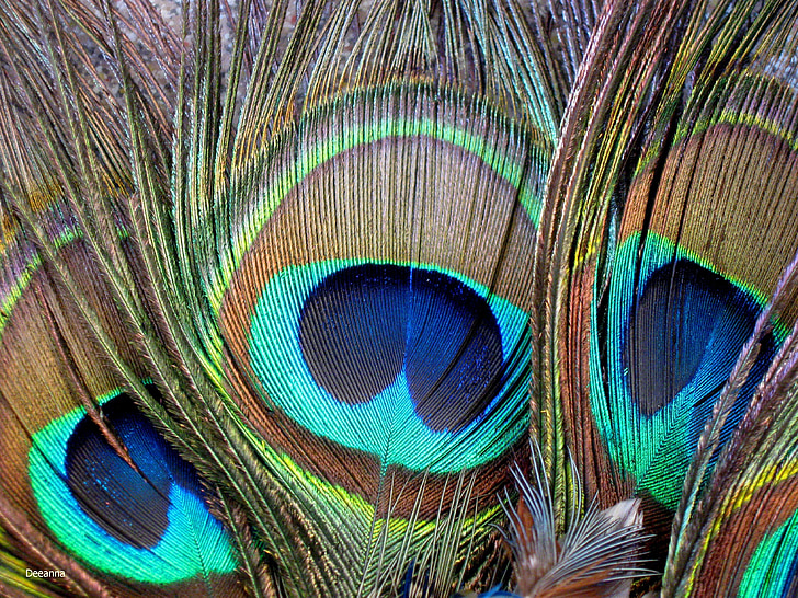 pen, color, plumage, bird, peacock, feather, multi Colored