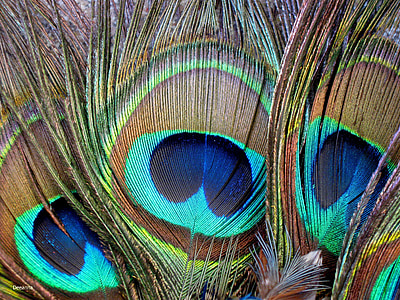 ploma, color, plomatge, ocell, paó, ploma, múltiples colors