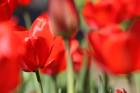 tulipaner, Tulip, blomst, våren, natur, rød, hage blomst