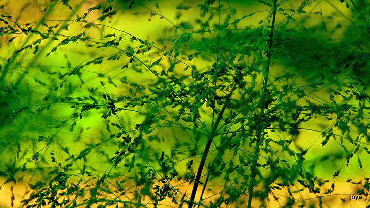 Meadow, màu xanh lá cây, cỏ, thực vật, thực vật, Thiên nhiên, màu vàng