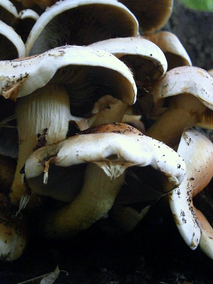 mushrooms, mushroom, brown, white, forest mushroom, forest, nature