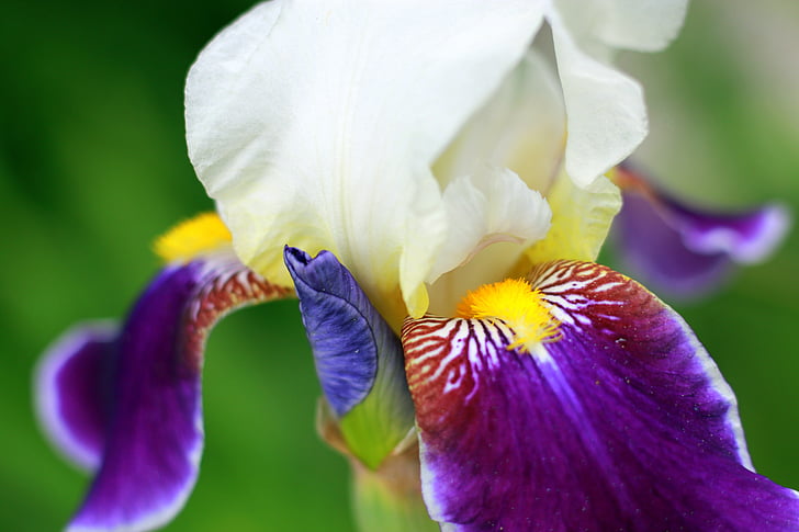 Iris, vit, gul, lila, blomma, trädgård, Park