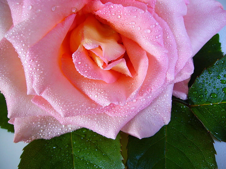 lietus lāse roze, ūdens pilieni, rozā, puķe, makro, tuvplāns, daba
