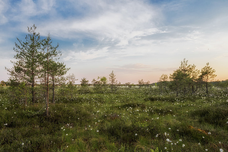 Estonsko, krajina, malebný, obloha, mraky, stromy, rostliny