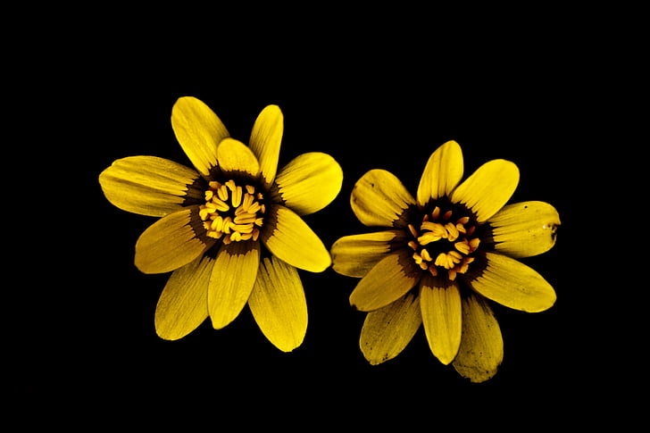 flor, groc, natura, flors grogues, macro, planta, flor d'estiu