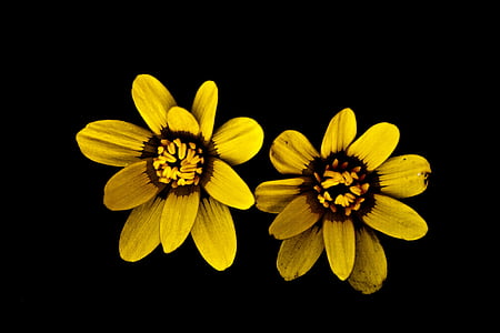 цвете, жълто, природата, жълти цветя, макрос, растителна, цвете лятото