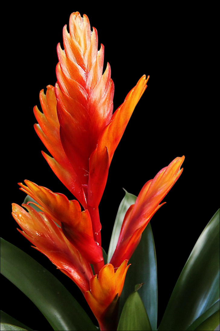 bromeliad, vriesea, red, pineapple greenhouse, blossom, bloom, exotic