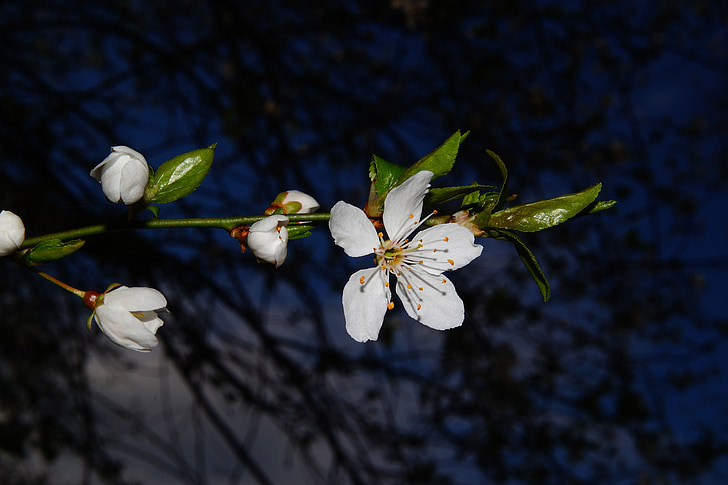 flor, flor, pomera, blanc, pomera, primavera, arbre
