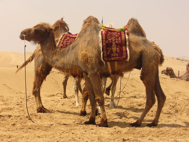 chameau, désert, sable, navire du désert, Ride