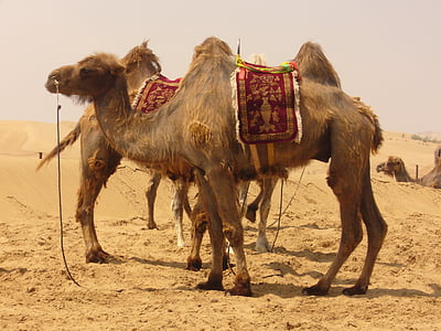 camelo, deserto, areia, navio do deserto, passeio