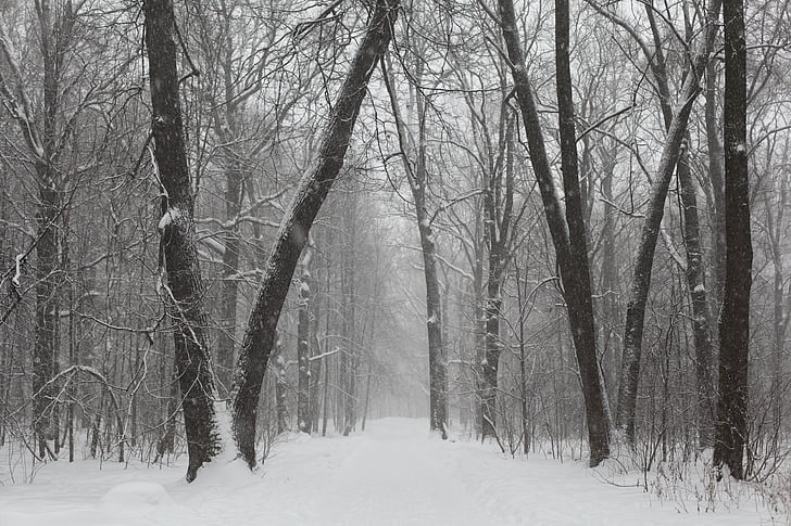 Park, talvel, Venemaa, City park, külm, lumi, metsa