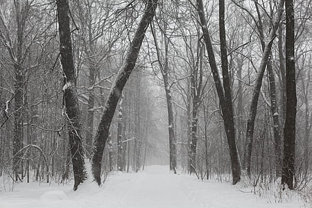 Park, winter, Rusland, stadspark, koude, sneeuw, bos