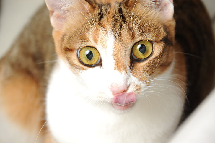 cat, pet