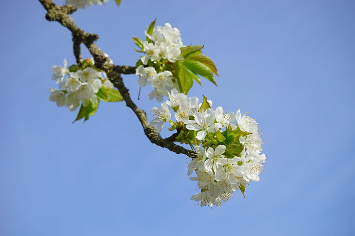 kirsikankukka, haara, valkoinen, kukat, puu, kukinnan oksa, Tuomi